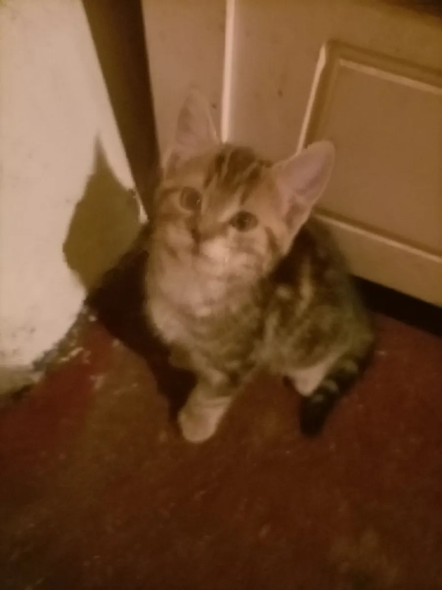 Kittens - Image 4