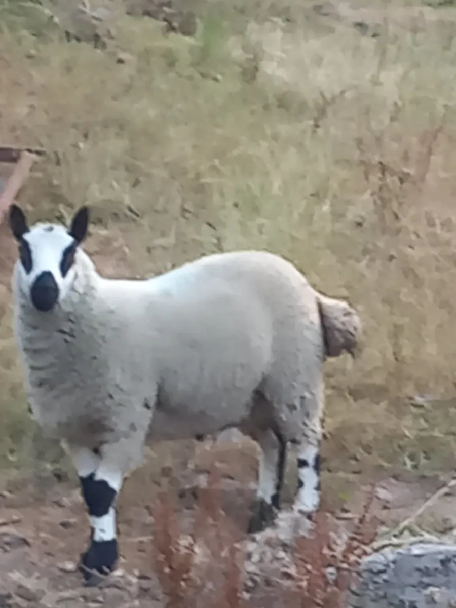 Kerryhill ram lamb - Image 1