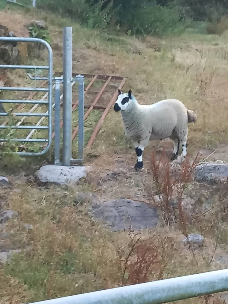 Kerryhill ram lamb - Image 2