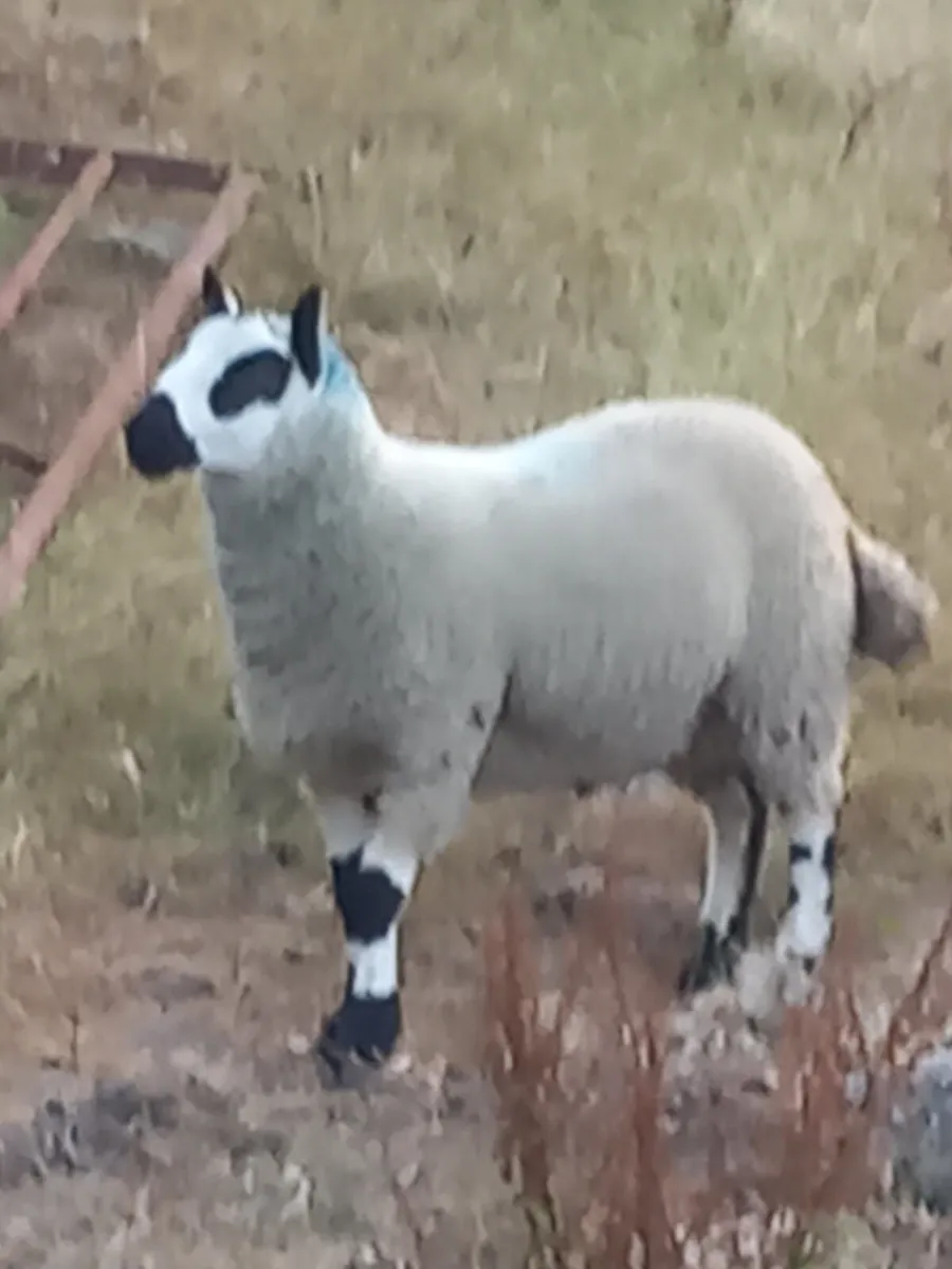 Kerryhill ram lamb - Image 3