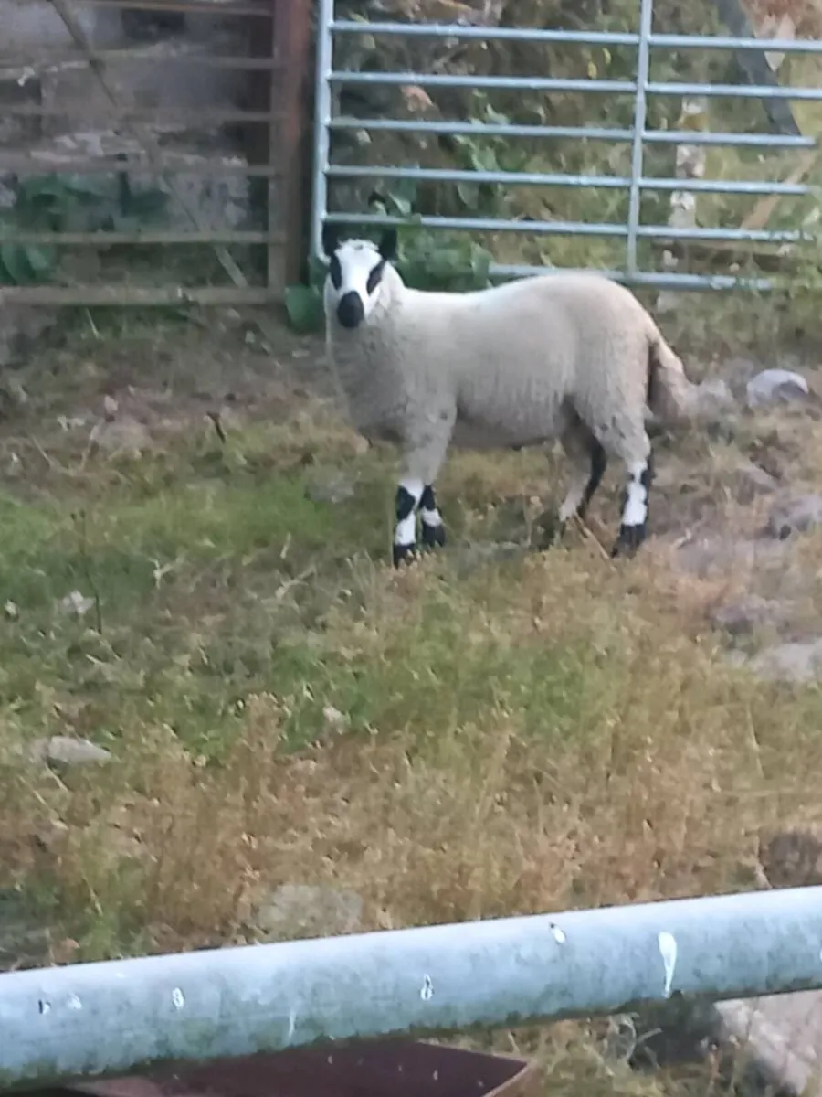 Kerryhill ram lamb - Image 4