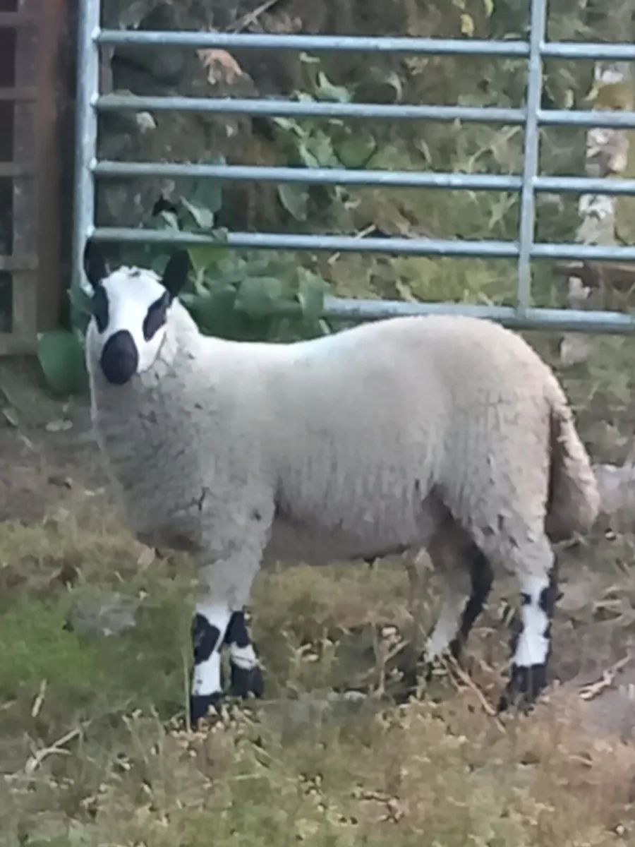 Kerryhill ram lamb and hoggett rams - Image 4