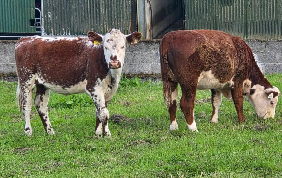 Cow makers - Image 2
