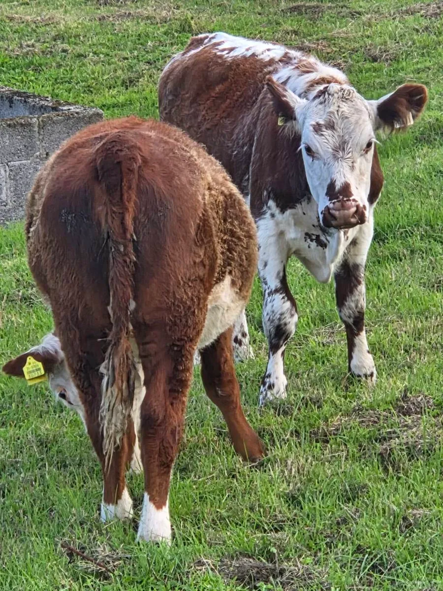 Cow makers - Image 3