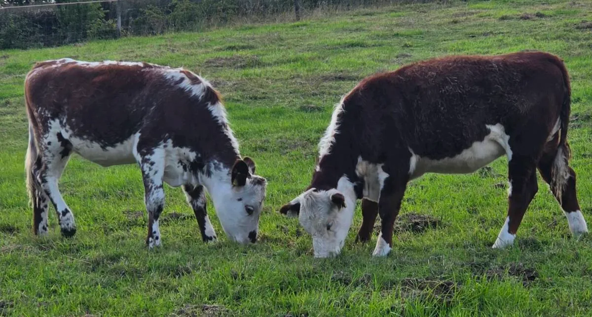 Cow makers - Image 4