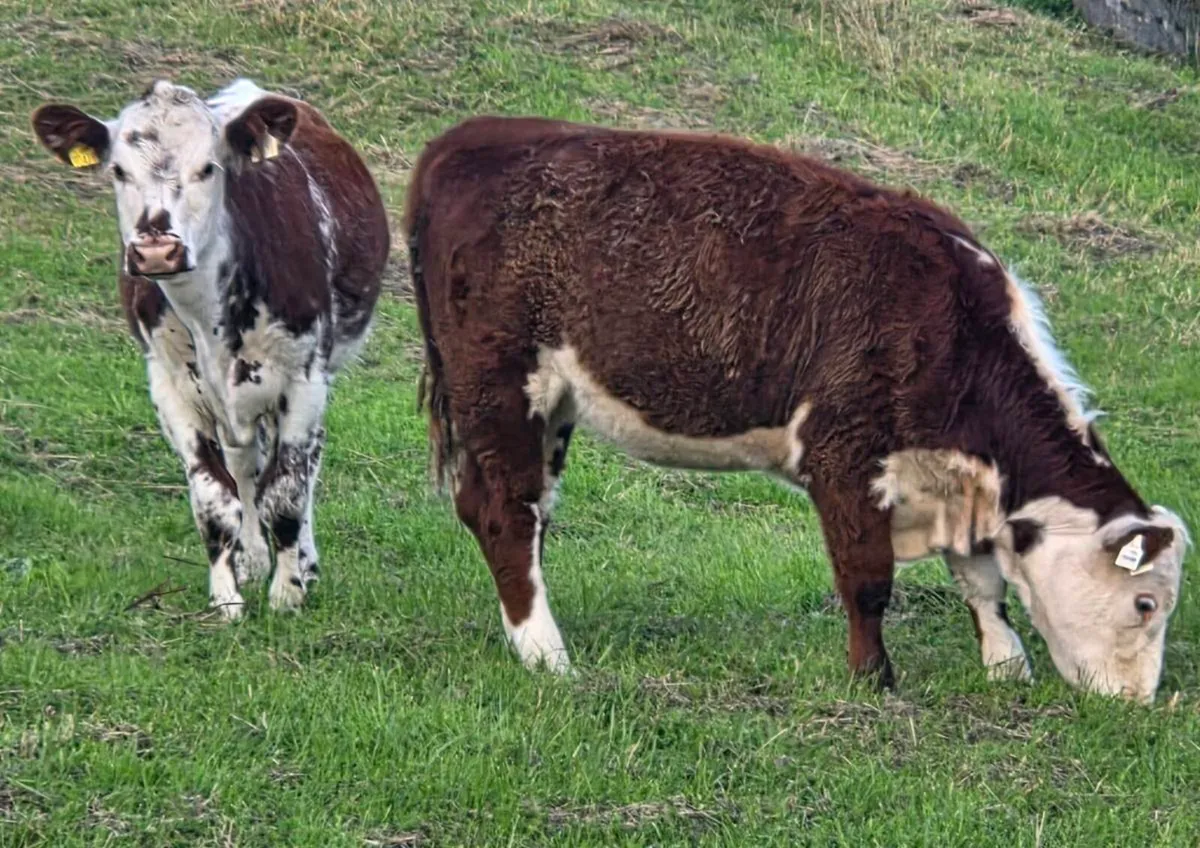 Cow makers - Image 1
