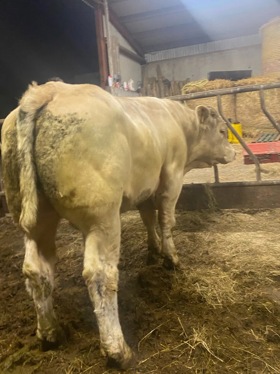Super pedigree Charolais bull - Image 1