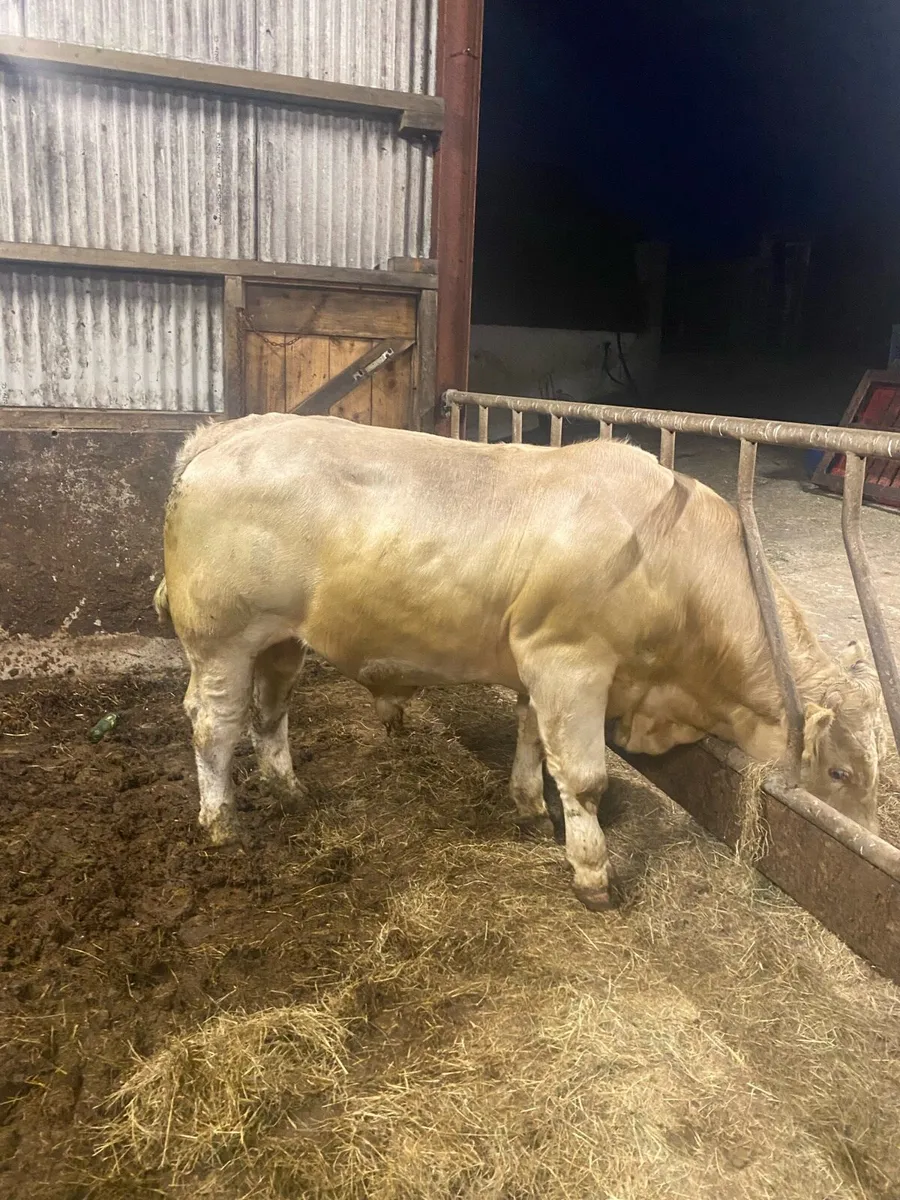 Super pedigree Charolais bull - Image 2