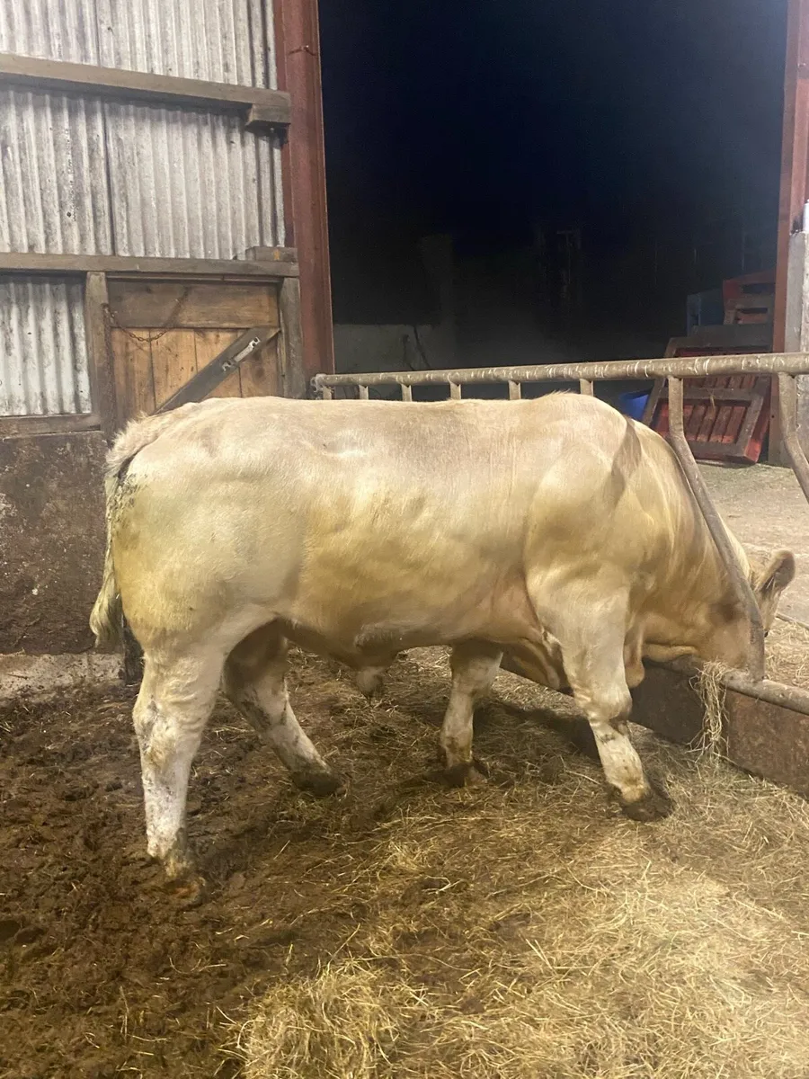 Super pedigree Charolais bull - Image 3