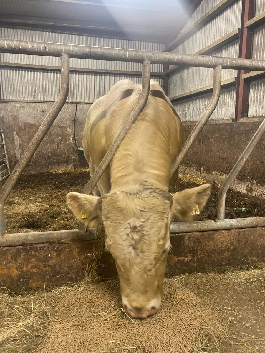Super pedigree Charolais bull - Image 4