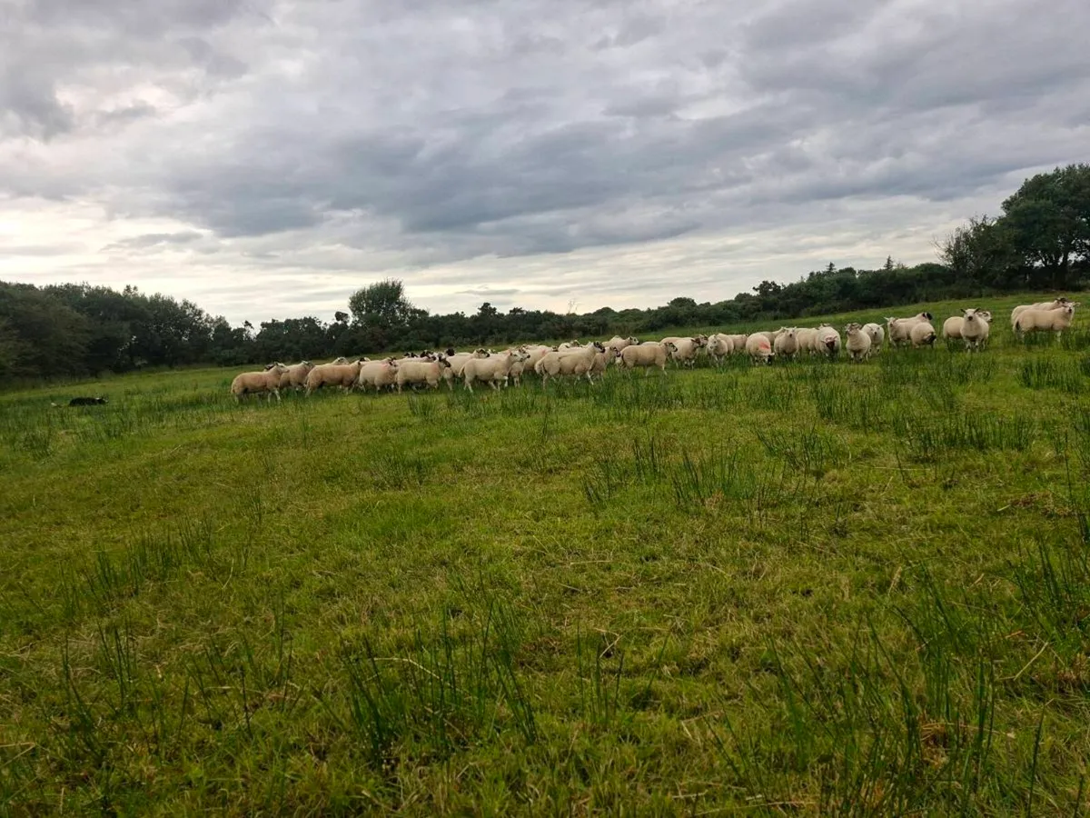 Texel lambs - Image 2
