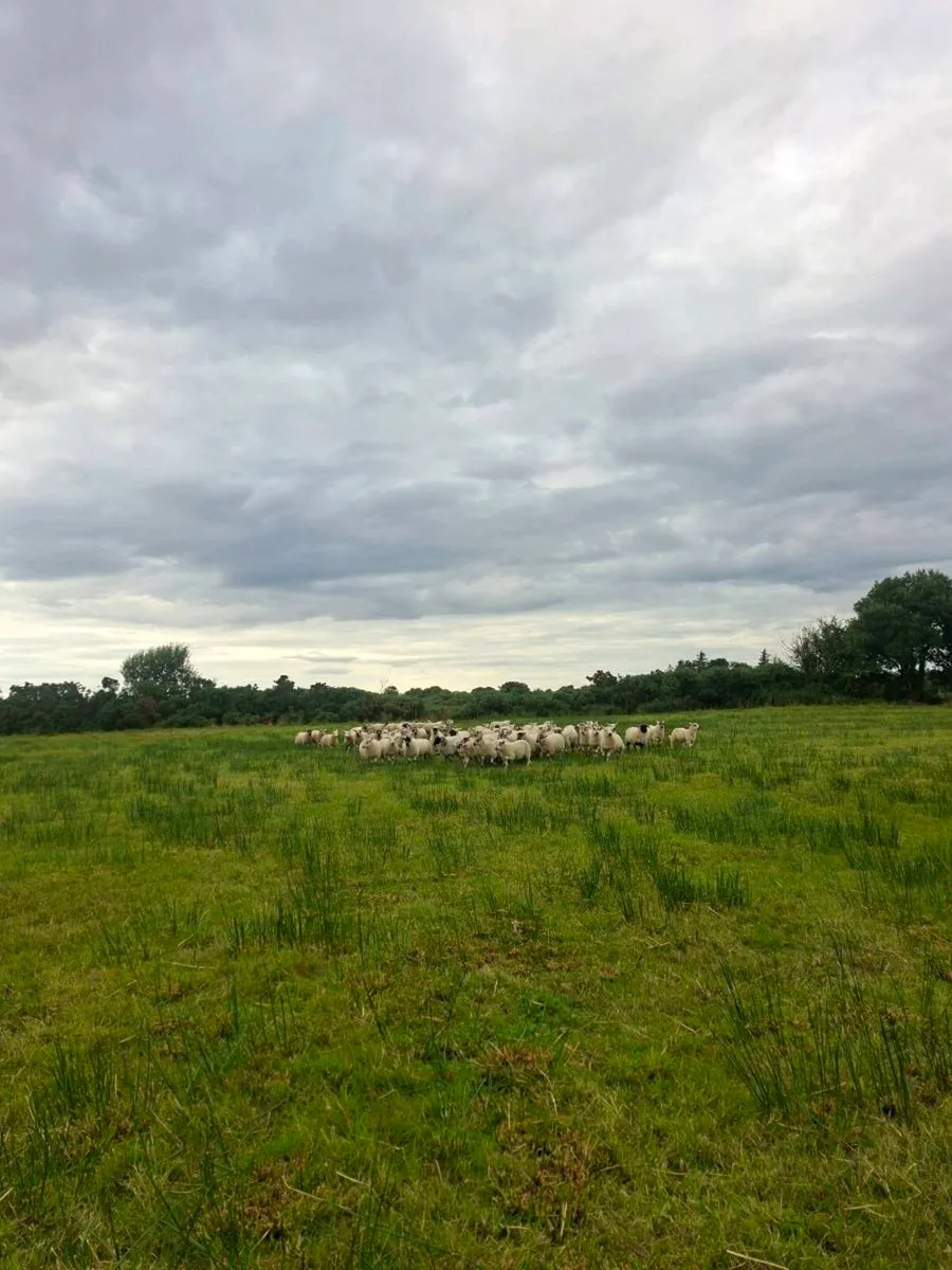 Texel lambs - Image 3