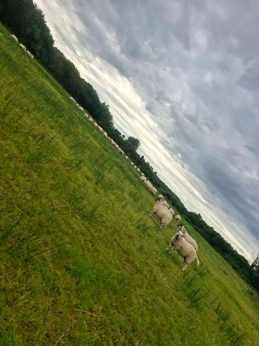 Texel lambs - Image 1