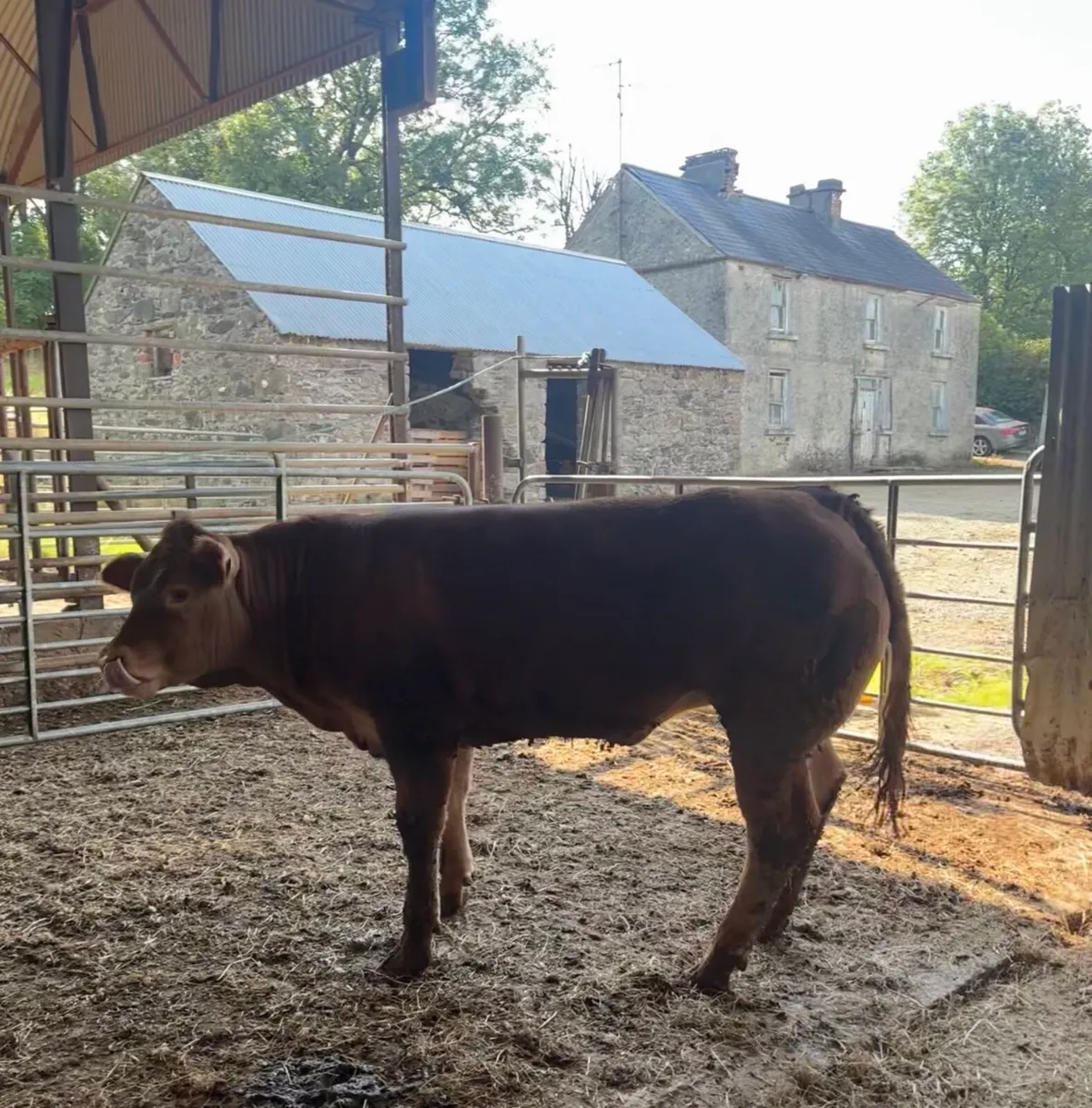 Exceptional quality PBR lm heifer - Image 4