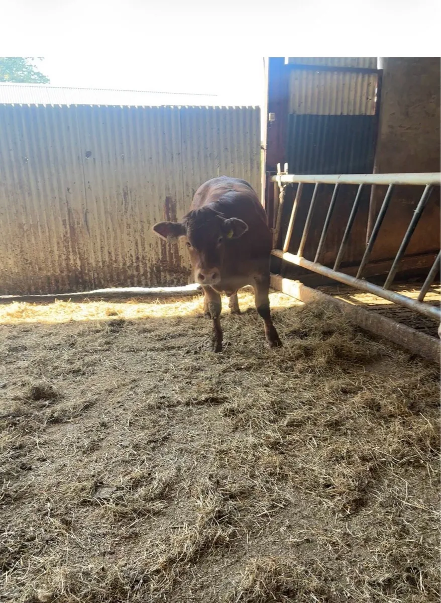 Exceptional quality PBR lm heifer - Image 1
