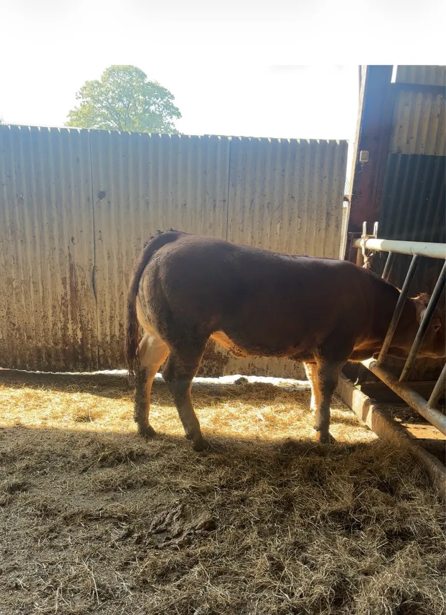 Exceptional quality PBR lm heifer - Image 2