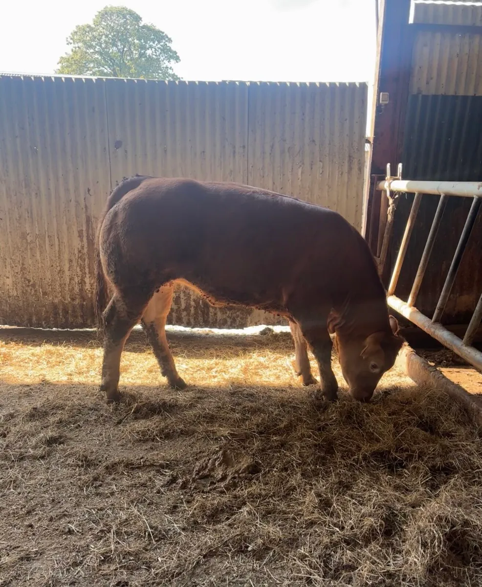 Exceptional quality PBR lm heifer - Image 3