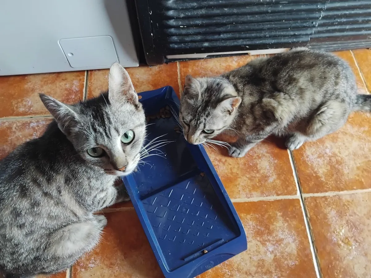 Tabby - Image 2