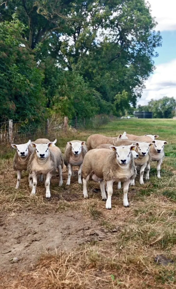 Texel Rams - Image 1