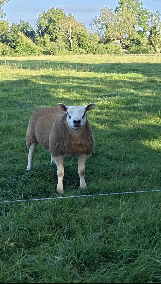 Texel Rams - Image 4