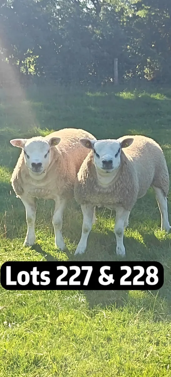 Texel Rams - Image 3