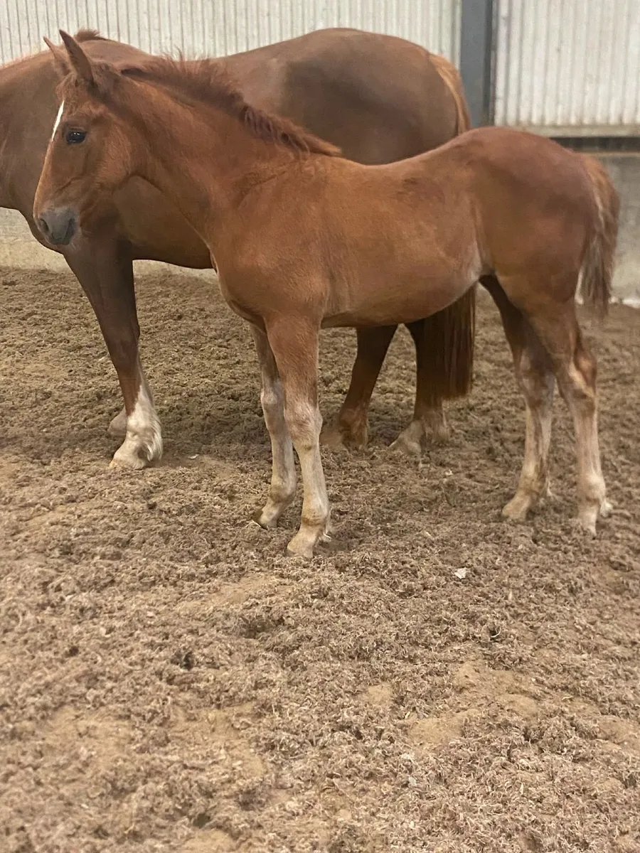 ID Filly Foal by Gortfree Lakeside Lad - Image 4