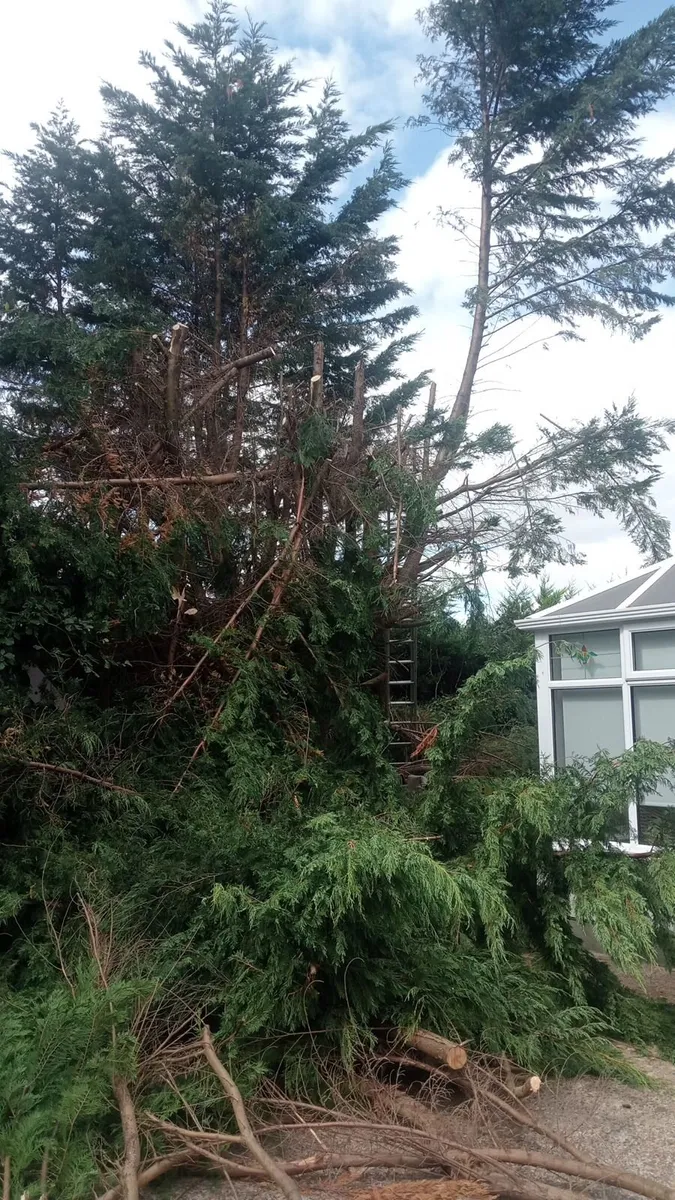 Tree care