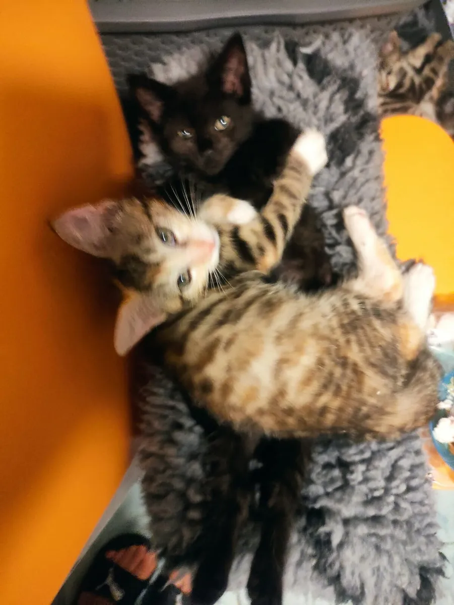 Luna and Amber looking for their family - Image 2