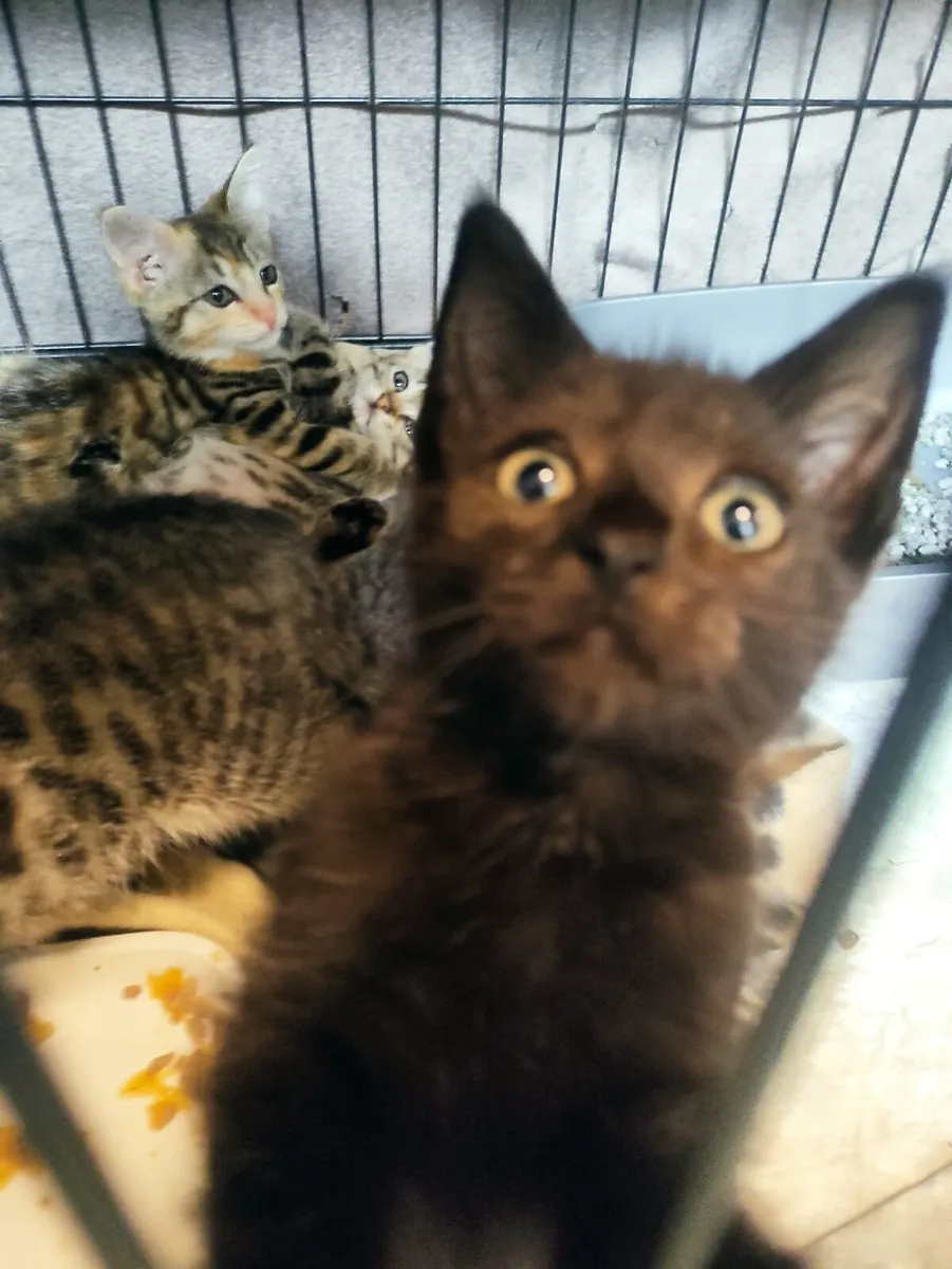 Luna and Amber looking for their family - Image 4