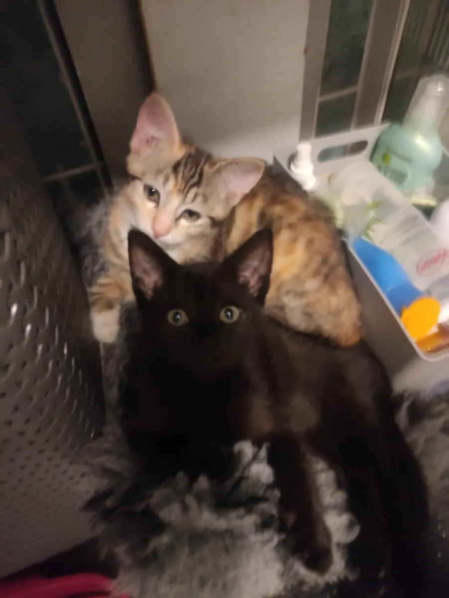 Luna and Amber looking for their family - Image 1