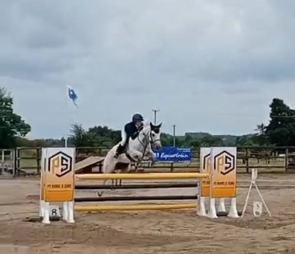 Highburren Rose 148cm showjumper - Image 1