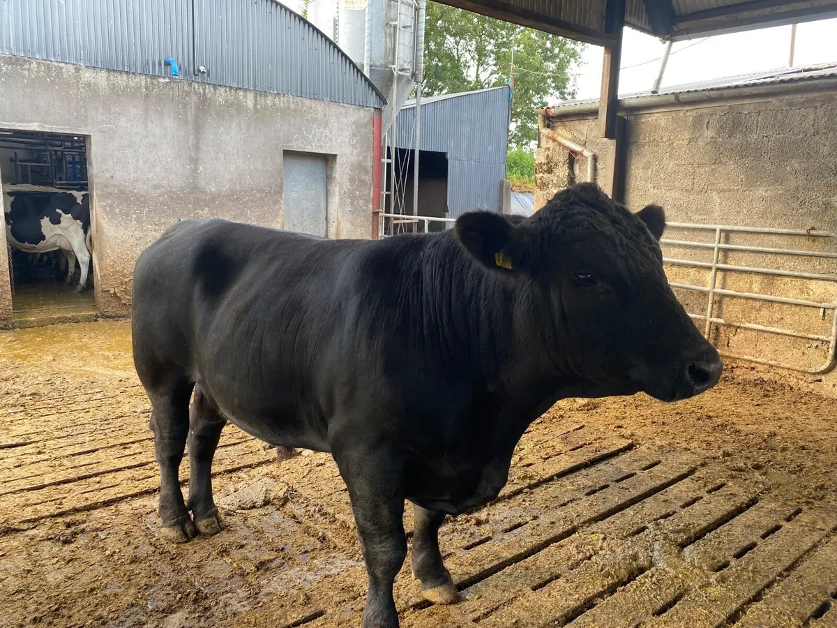 Pedigree AA Bulls - Image 3