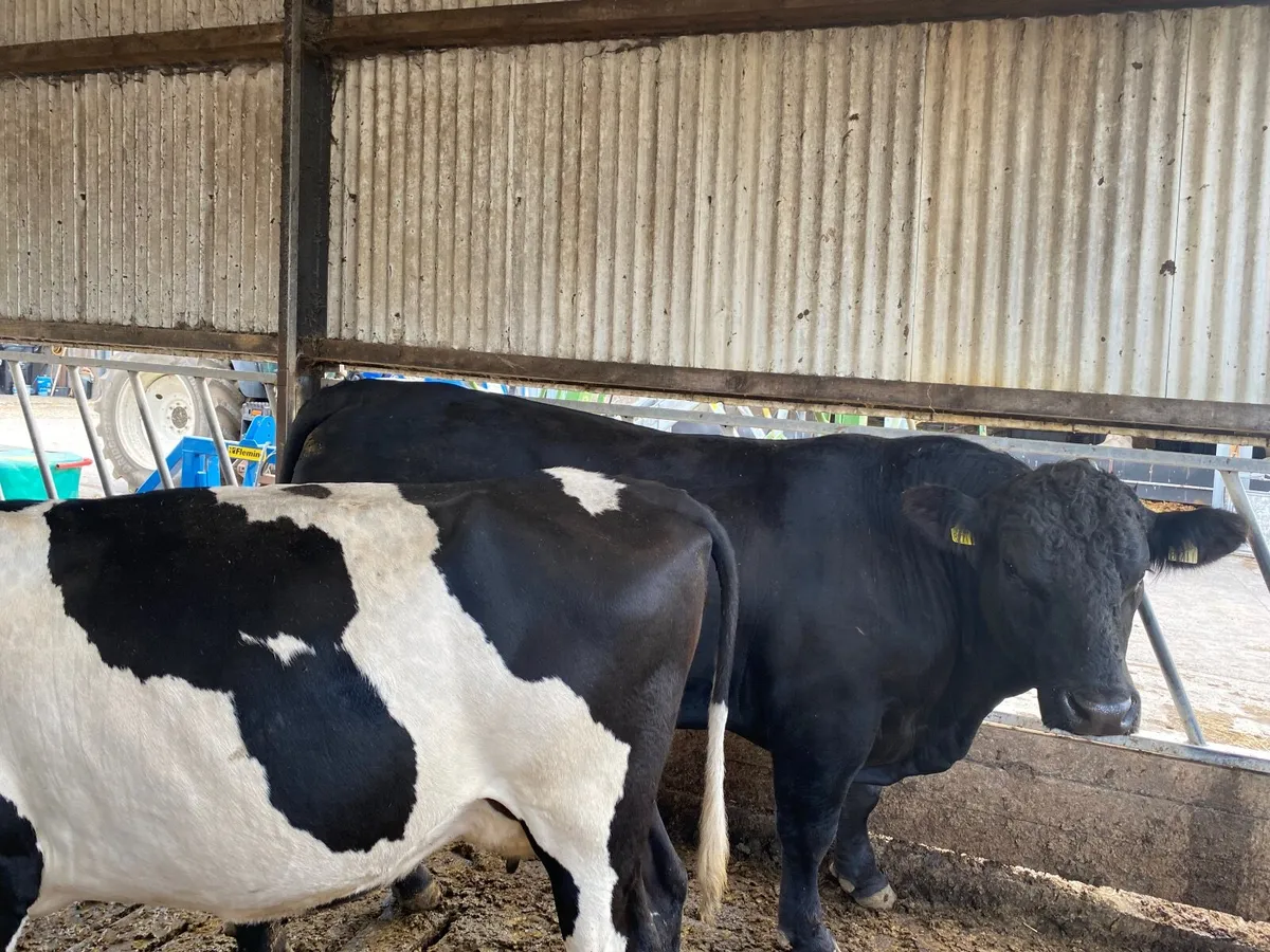 Pedigree AA Bulls - Image 2