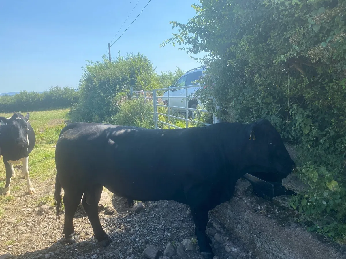 Pedigree AA Bulls - Image 4