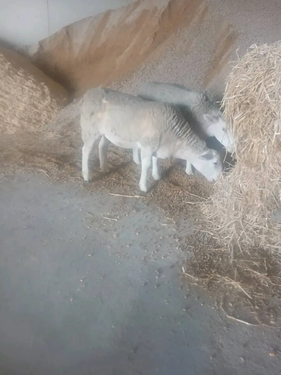 Easy care ewe lambs - Image 1