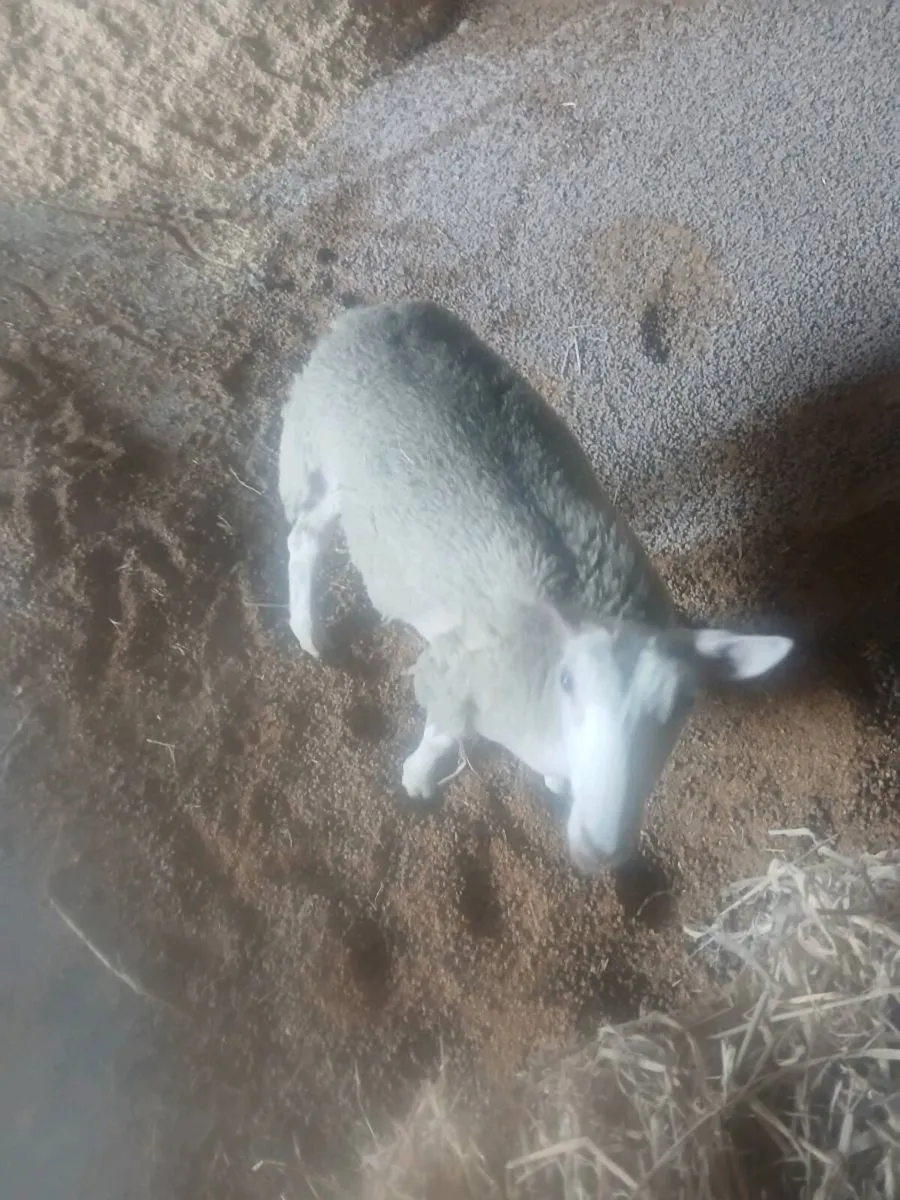 Easy care ewe lambs - Image 2