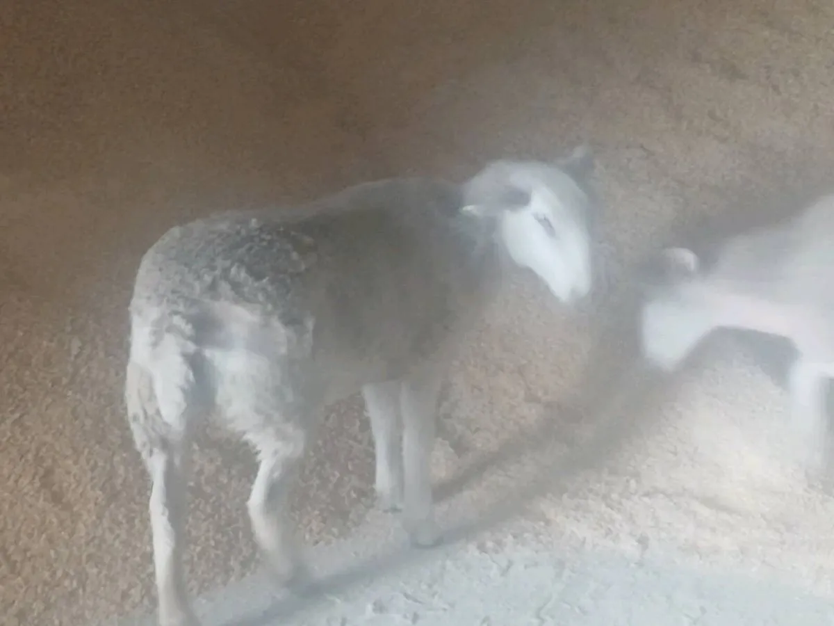 Easy care ewe lambs - Image 3