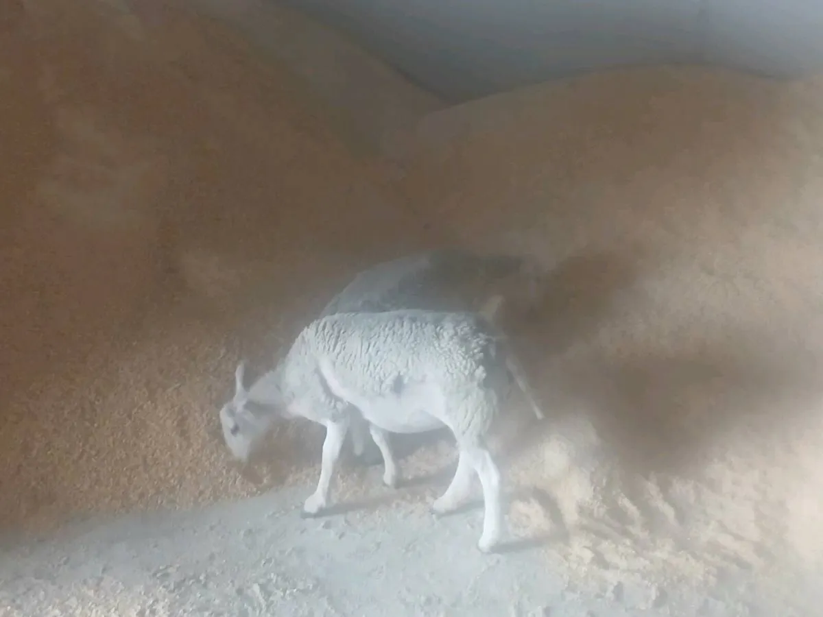 Easy care ewe lambs - Image 4