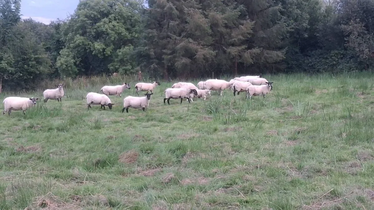 Organic Suffolk ewes just had 1 lamb - Image 1