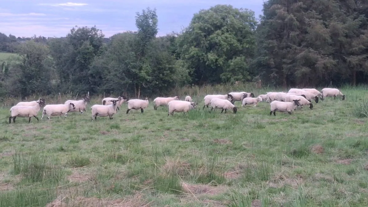 Organic Suffolk ewes just had 1 lamb - Image 2
