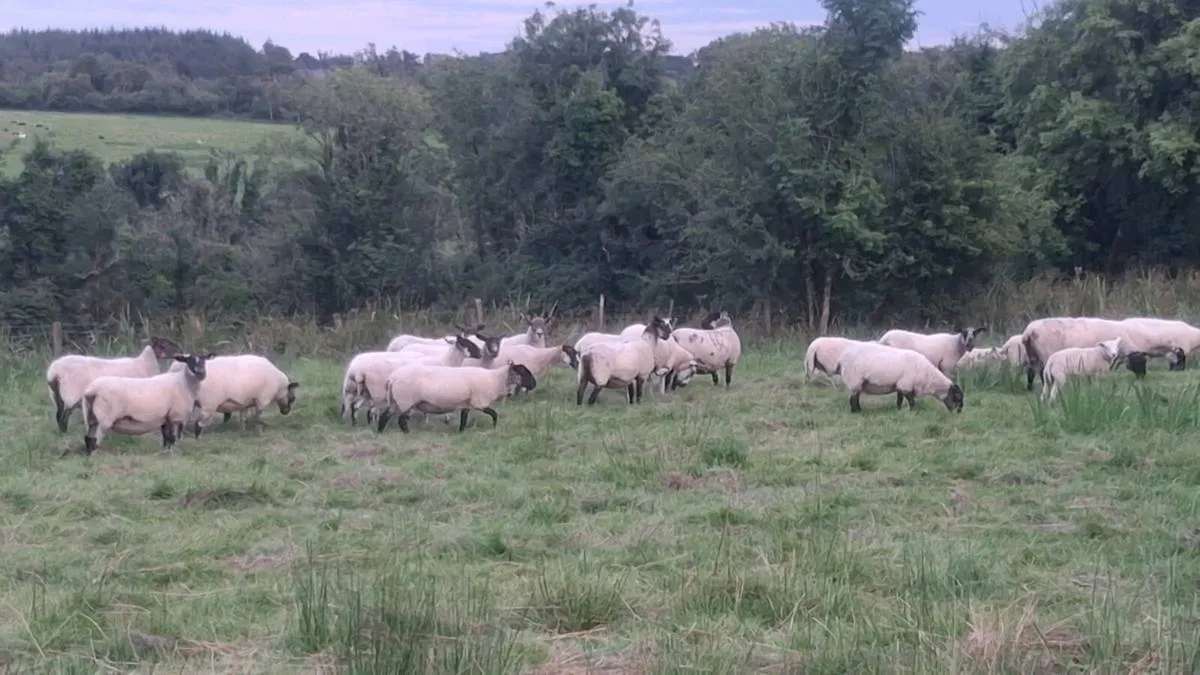 Organic Suffolk ewes just had 1 lamb - Image 3