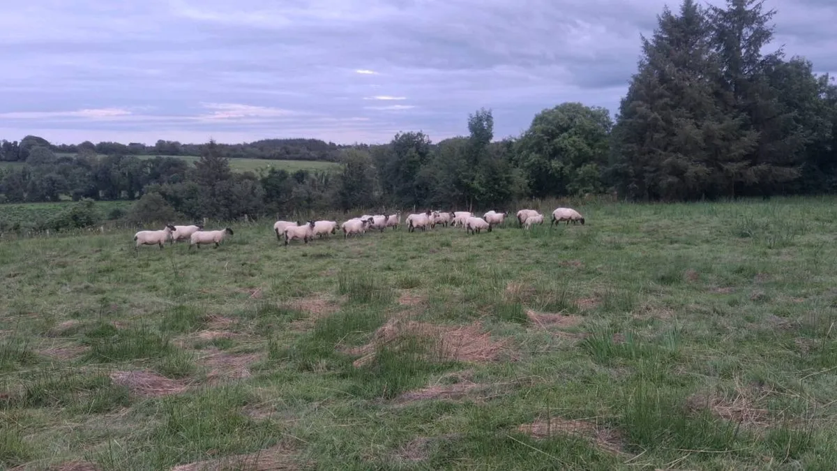 Organic Suffolk ewes just had 1 lamb - Image 4