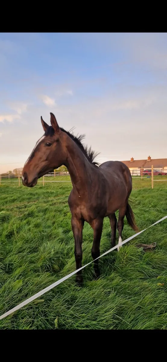Two year old Gelding (Chirokko M x Beachball) - Image 1