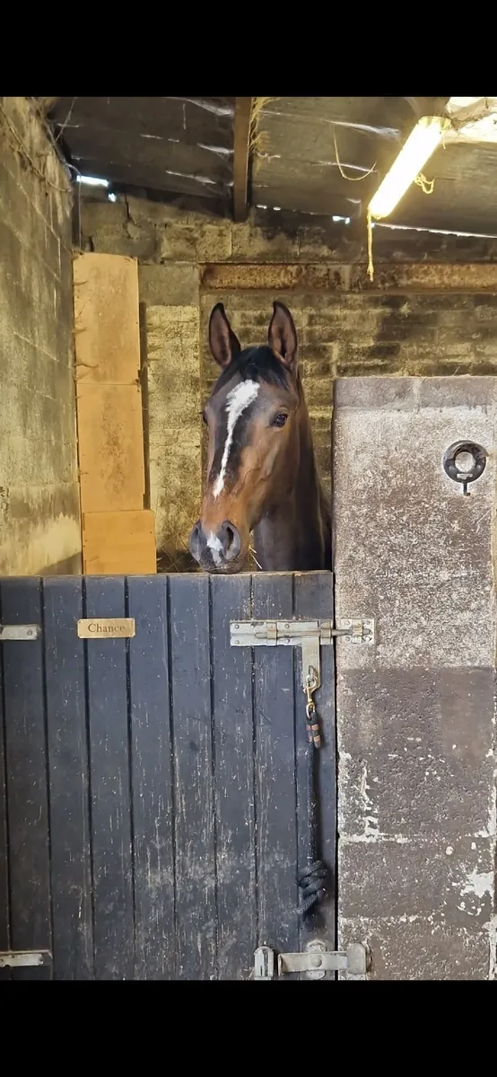 Two year old Gelding (Chirokko M x Beachball) - Image 3