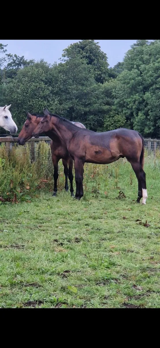 Two year old Gelding (Chirokko M x Beachball) - Image 4