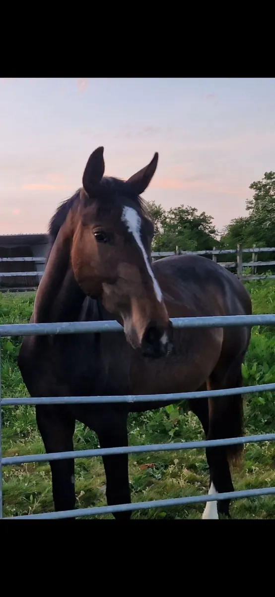 Two year old Gelding (Chirokko M x Beachball) - Image 2
