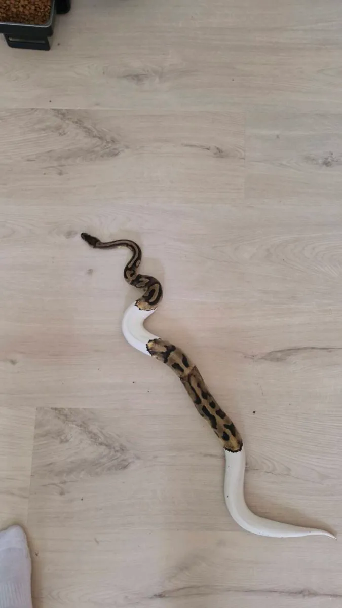 Ball python with enclosure - Image 3