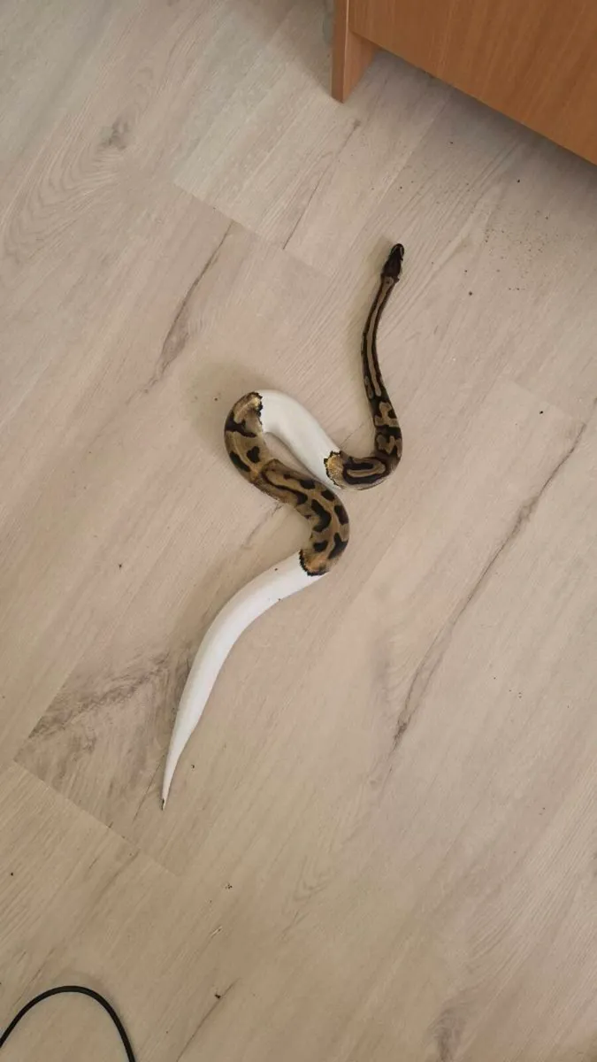 Ball python with enclosure - Image 2