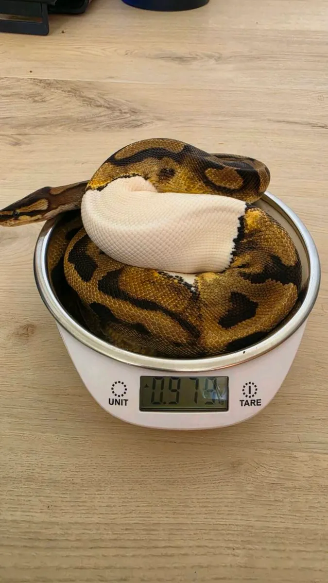 Ball python with enclosure - Image 4