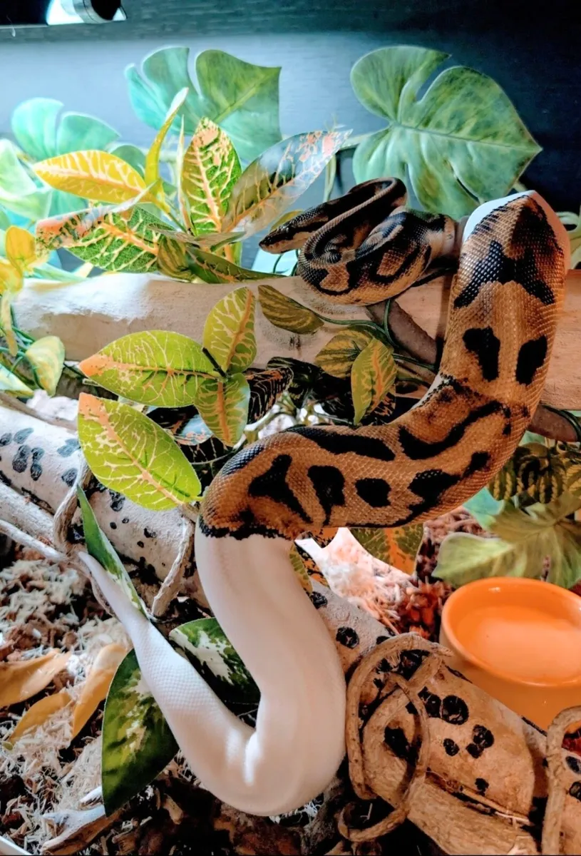 Ball python with enclosure - Image 1